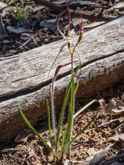 Caladenia filamentosa