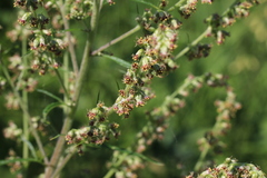 Artemisia vulgaris kamtschatica