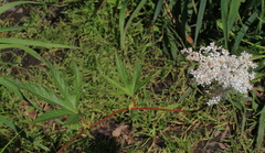 Filipendula palmata