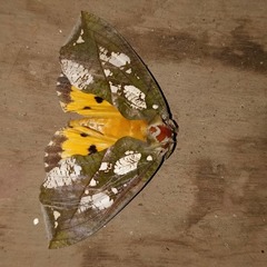 Eudocima hypermnestra