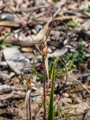 Caladenia filamentosa