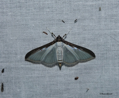 Cydalima laticostalis