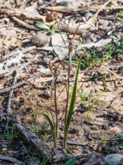 Caladenia filamentosa