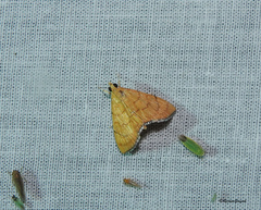 Hyalobathra