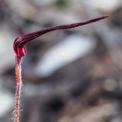 Caladenia filamentosa