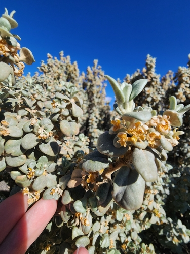 Roundleaf buffaloberry (Shepherdia rotundifolia)