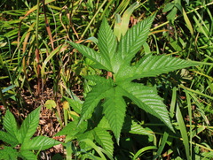 Filipendula palmata