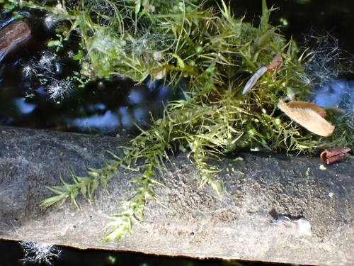 Drepanocladus polygamus observed 2025-05-08