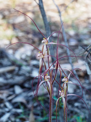 Caladenia filamentosa