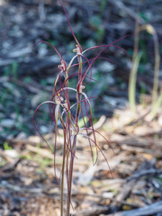 Caladenia filamentosa