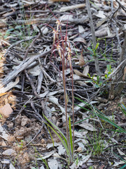 Caladenia filamentosa