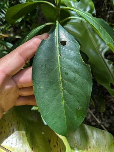 Psychotria mariana observed 2025-04-22