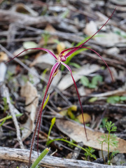 Caladenia filamentosa