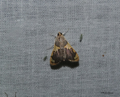 Rehimena
