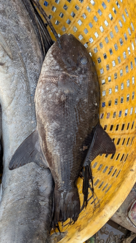 Rough triggerfish