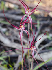 Caladenia filamentosa