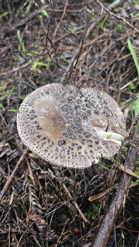Amanita nothofagi · May 2025 · photo: © charliethomas (iNaturalist, cc0)