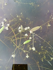 Crassula natans