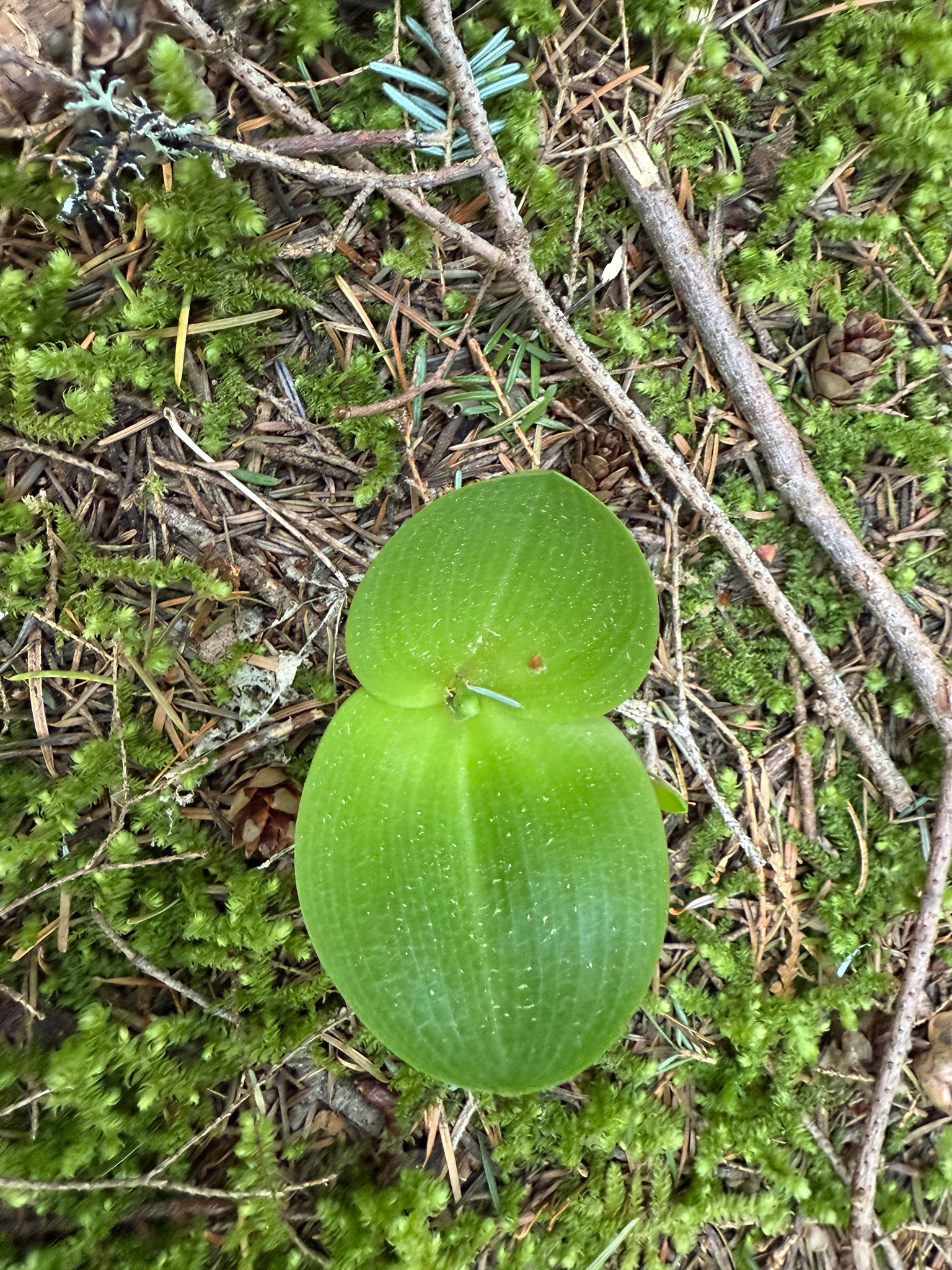 Imagem de Platanthera orbiculata não possui um nome popular amplamente reconhecido no Brasil