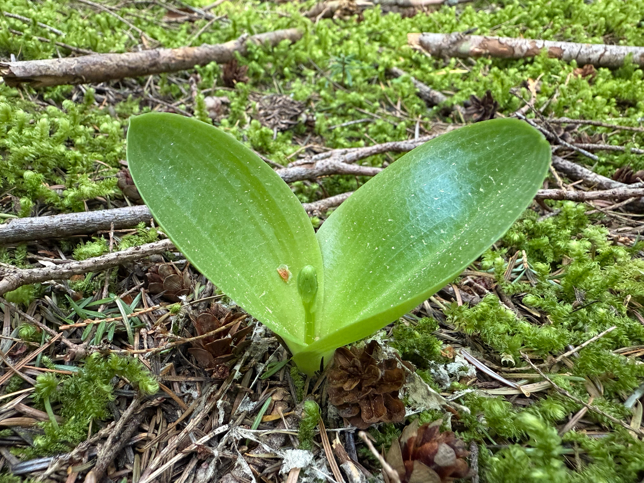 Imagem de Platanthera orbiculata não possui um nome popular amplamente reconhecido no Brasil