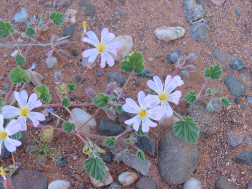 Monsonia luederitziana