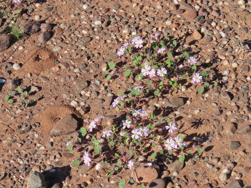 Monsonia luederitziana