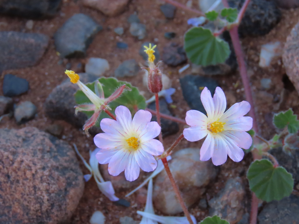 Monsonia luederitziana, Karas Region, Namibia