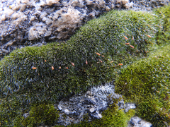 Grimmia alpestris