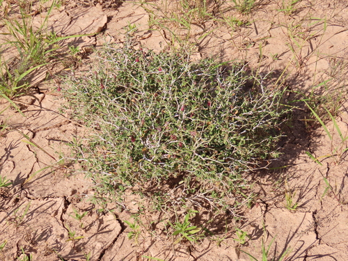 Image of Hermannia spinosa by no rights reserved