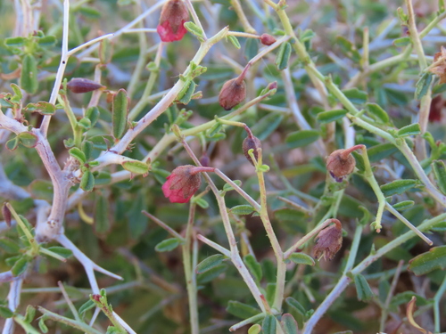 Spiny Dollsrose (Hermannia spinosa)