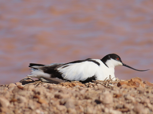 Pied Avocet