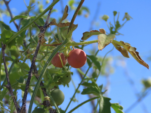 Image of Dactyliandra welwitschii by no rights reserved