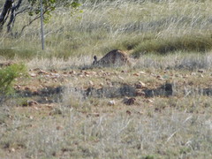 Osphranter robustus erubescens