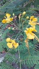 Caesalpinia pulcherrima flava