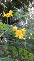 Caesalpinia pulcherrima flava