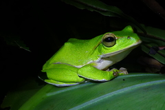 Zhangixalus prasinatus