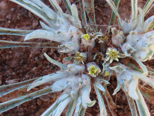 Image of Geigeria acaulis by no rights reserved