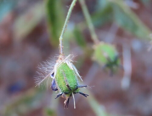 Image of Hermannia modesta by no rights reserved