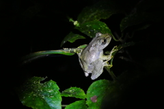 Kurixalus eiffingeri