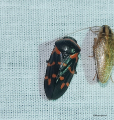 Cosmoscarta dimidiata