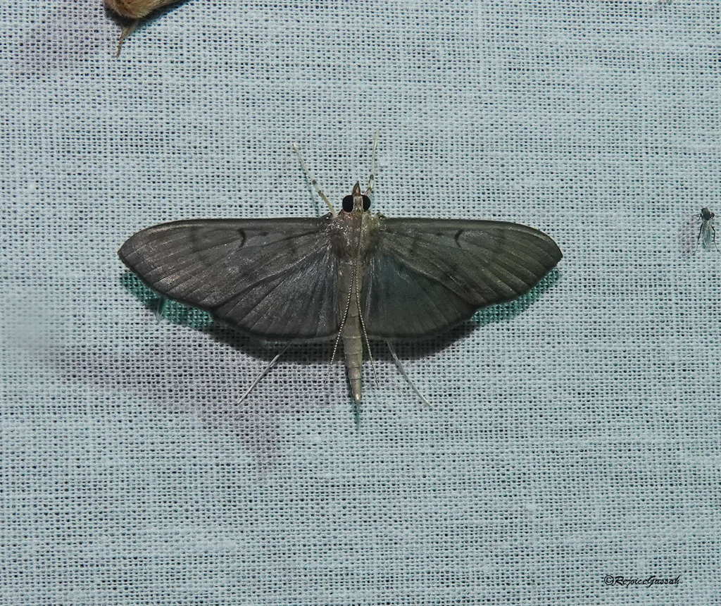 Crambid Snout Moths from Bazaricherra, Karimganj, Assam 788727, India ...