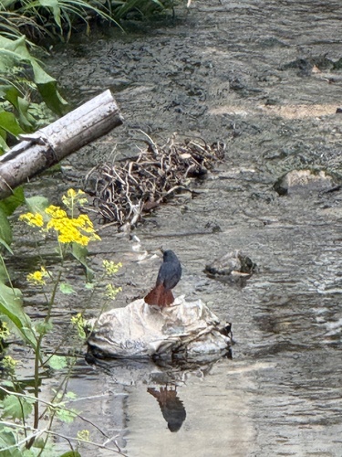 Plumbeous Water Redstart