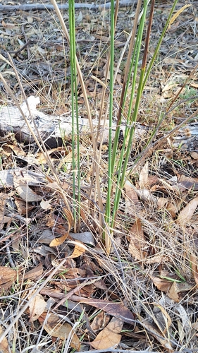 Image of Juncus pallidus by no rights reserved