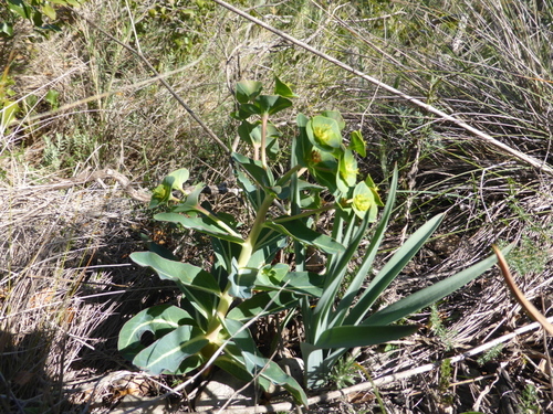 Euphorbia isatidifolia