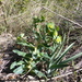 Euphorbia isatidifolia - Photo 由 guillaume_papuga 所上傳的 (c) guillaume_papuga，保留部份權利CC BY-NC