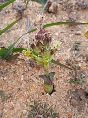 Lachenalia marginata