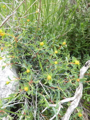 Euphorbia spinosa