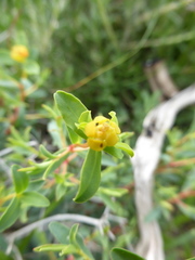 Euphorbia spinosa