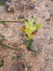 Lachenalia marginata
