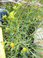 Euphorbia spinosa